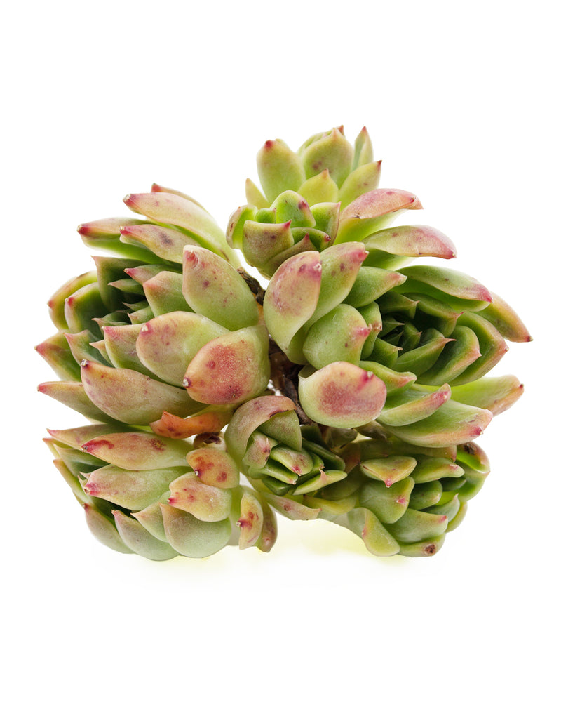 Echeveria Angela