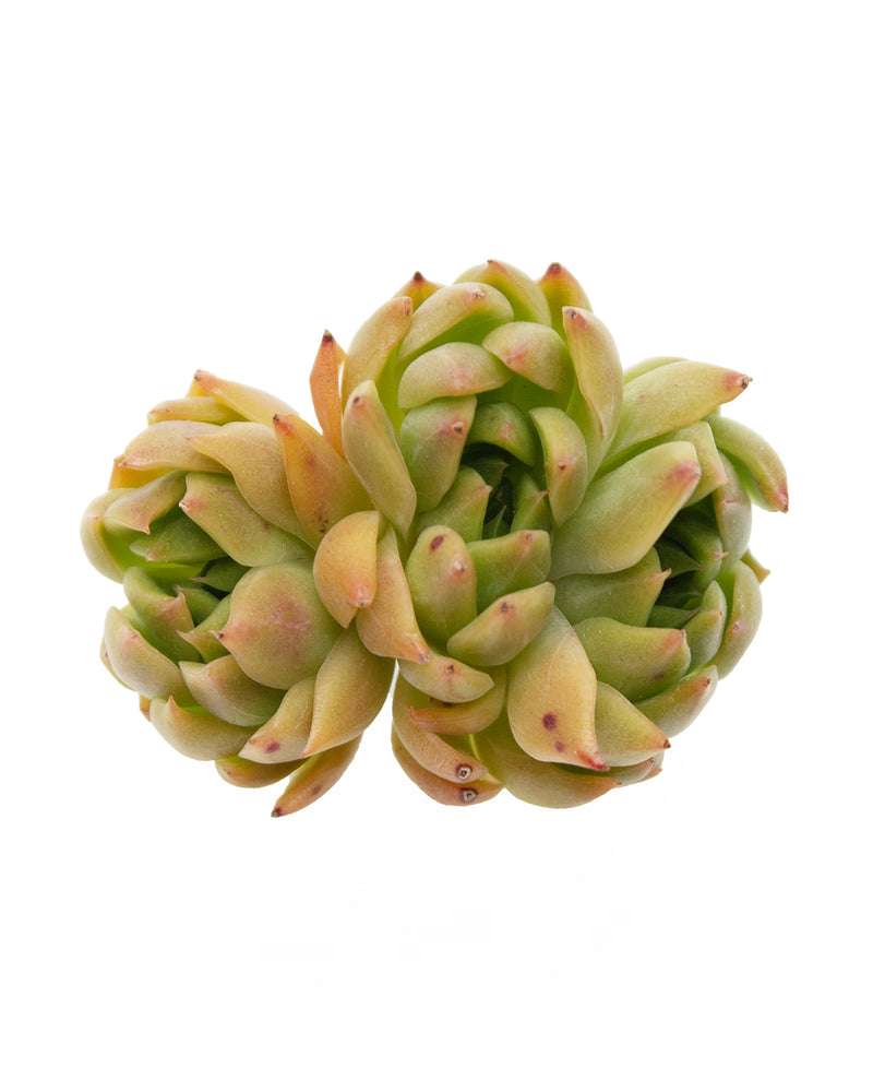 Echeveria Angela