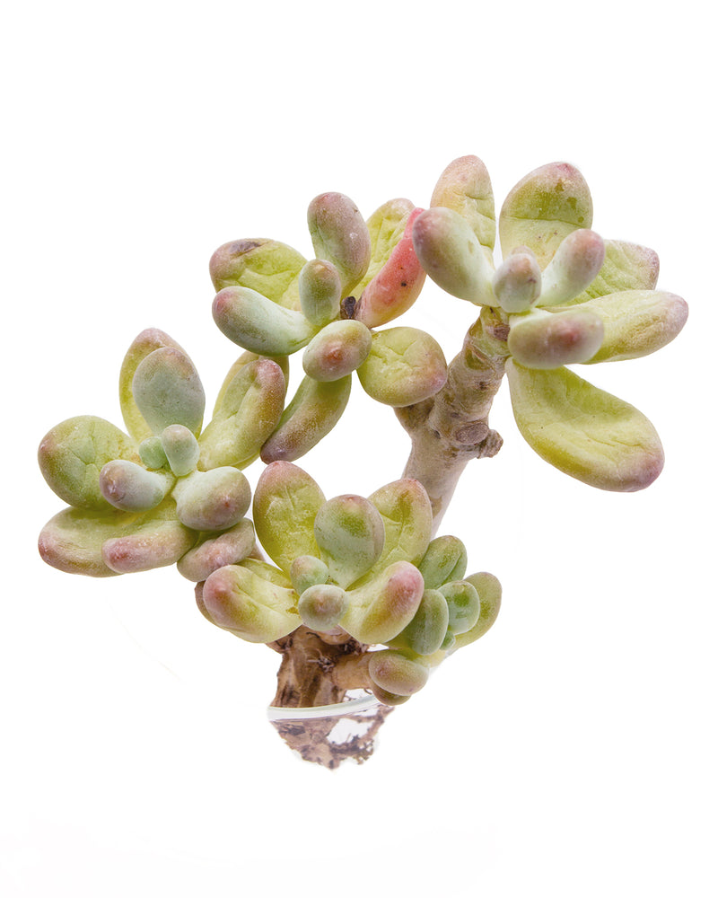 Echeveria Apple Cheese