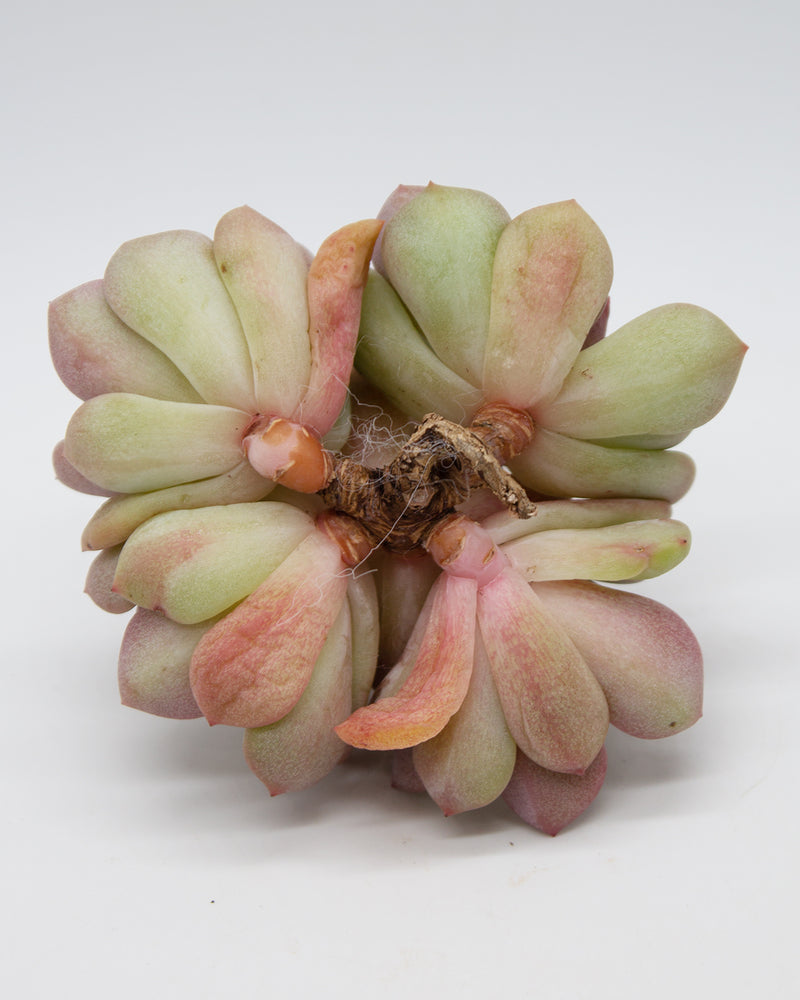 Echeveria Ariel