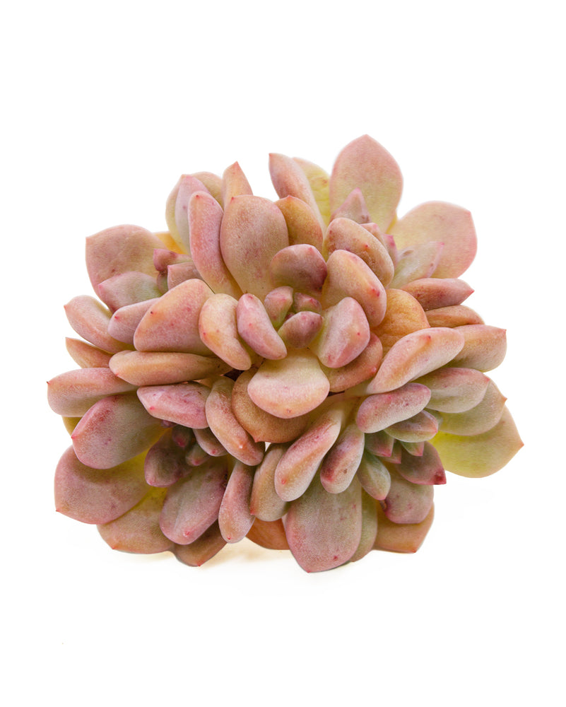 Echeveria Ariel