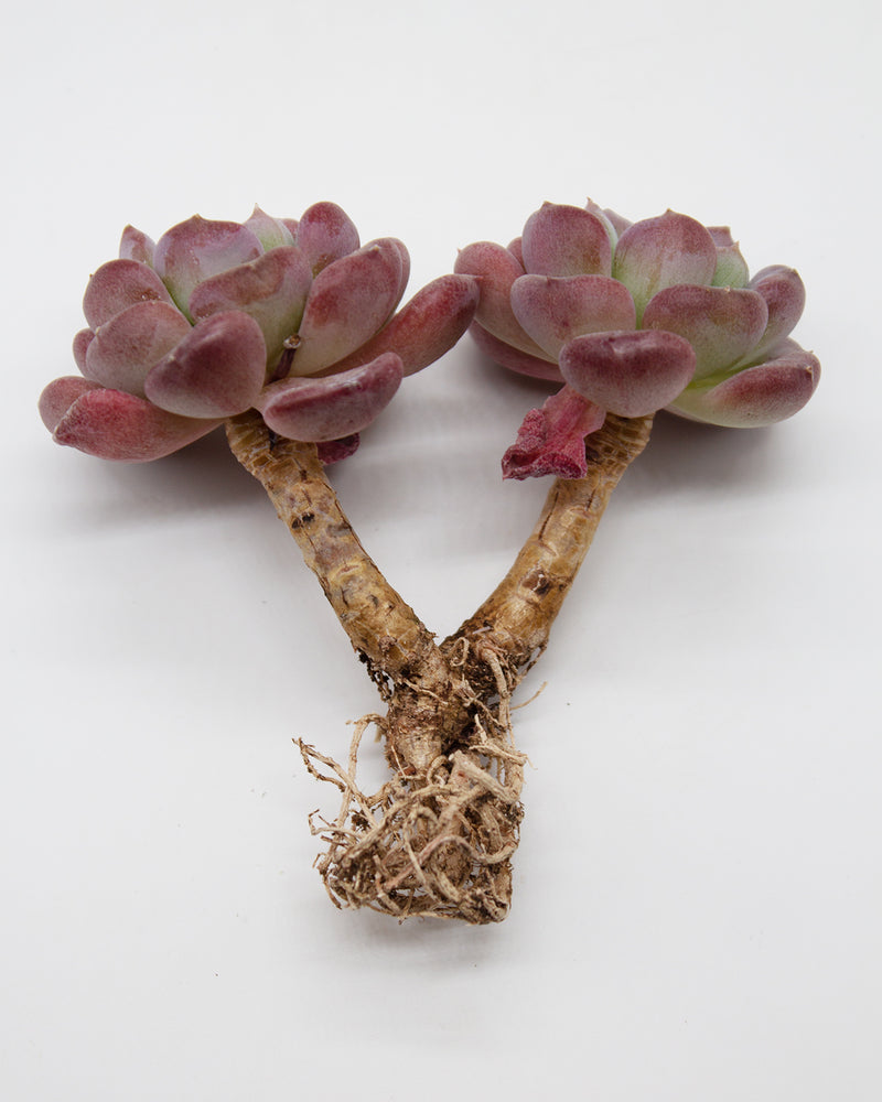 Echeveria Arpezage /Arpez