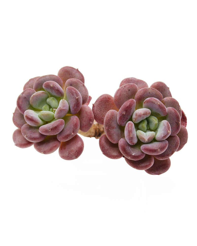 Echeveria Arpezage /Arpez