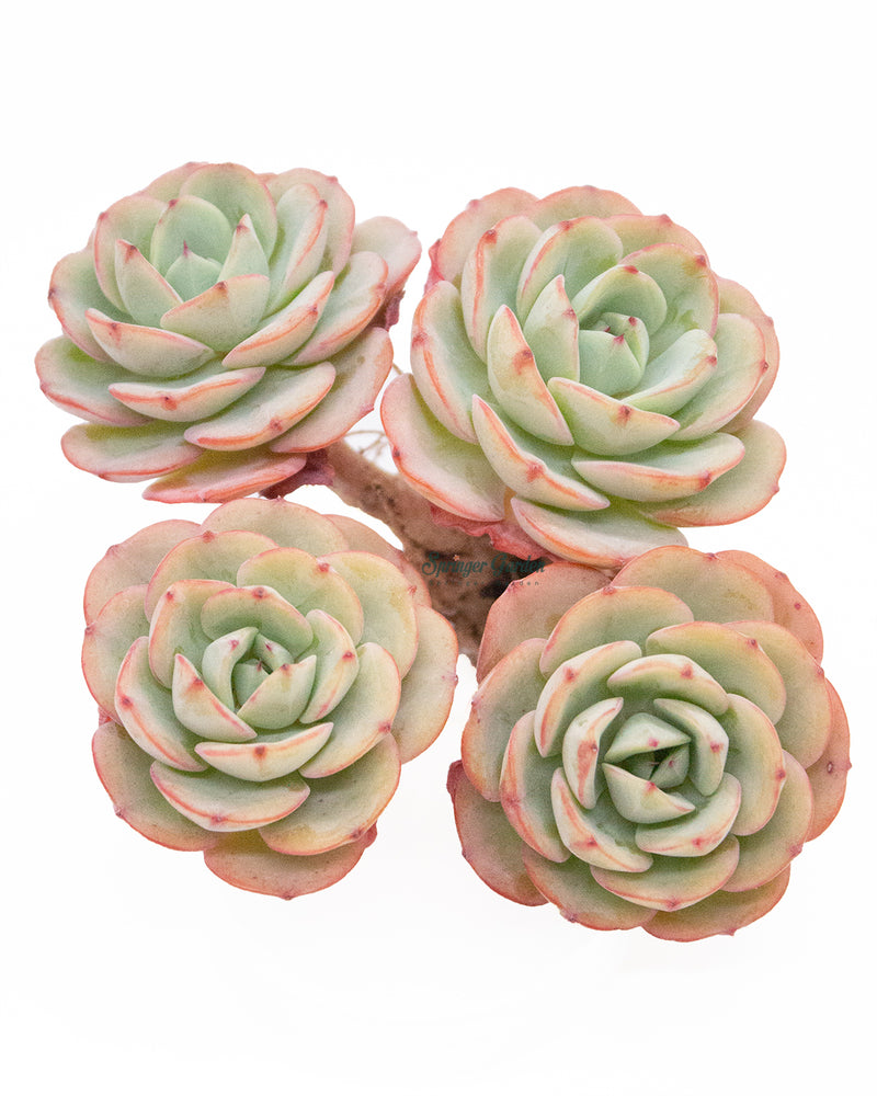 Echeveria Atlantis Toronto's 5-star Bestseller nursery store selected local & Korean rare succulents; houseplants, indoor plants, selected handmade planters with a drainage hole, pots, bonsai pots, produced by ourselves, wholesale.