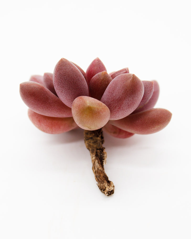 Echeveria Avant-Garde Toronto's 5-star Bestseller nursery store selected local & Korean rare succulents; houseplants, indoor plants, selected handmade planters with a drainage hole, pots, bonsai pots, produced by ourselves, wholesale.