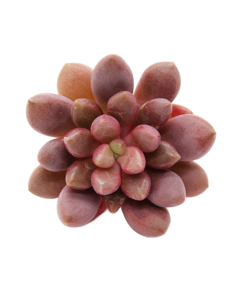 Echeveria Avant-Garde Toronto's 5-star Bestseller nursery store selected local & Korean rare succulents; houseplants, indoor plants, selected handmade planters with a drainage hole, pots, bonsai pots, produced by ourselves, wholesale.
