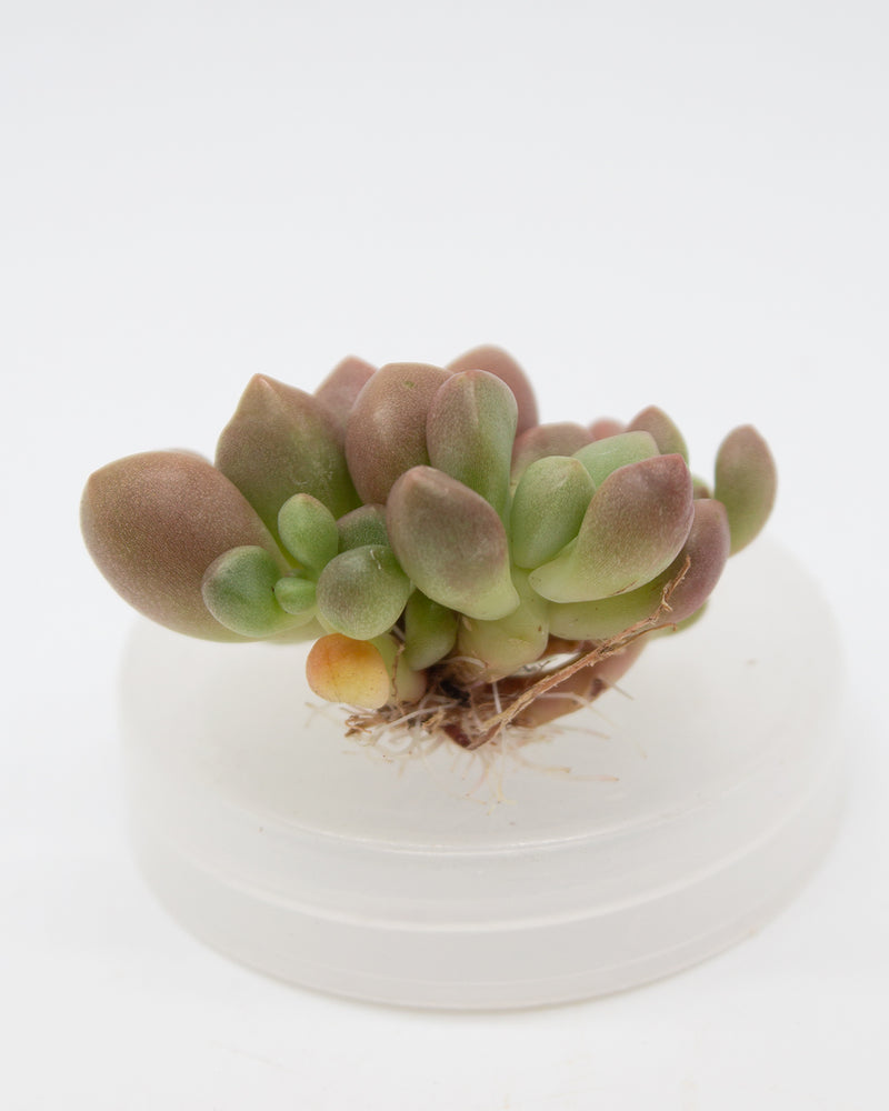 Echeveria Avant-Garde Toronto's 5-star Bestseller nursery store selected local & Korean rare succulents; houseplants, indoor plants, selected handmade planters with a drainage hole, pots, bonsai pots, produced by ourselves, wholesale.