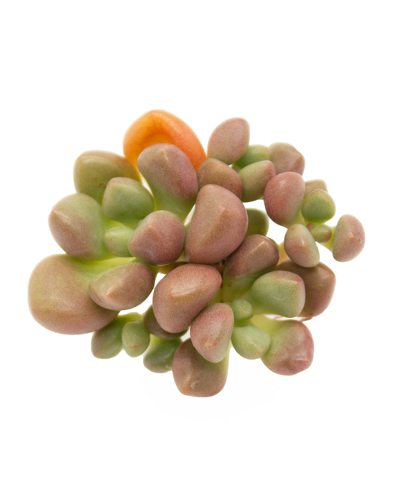 Echeveria Avant-Garde
