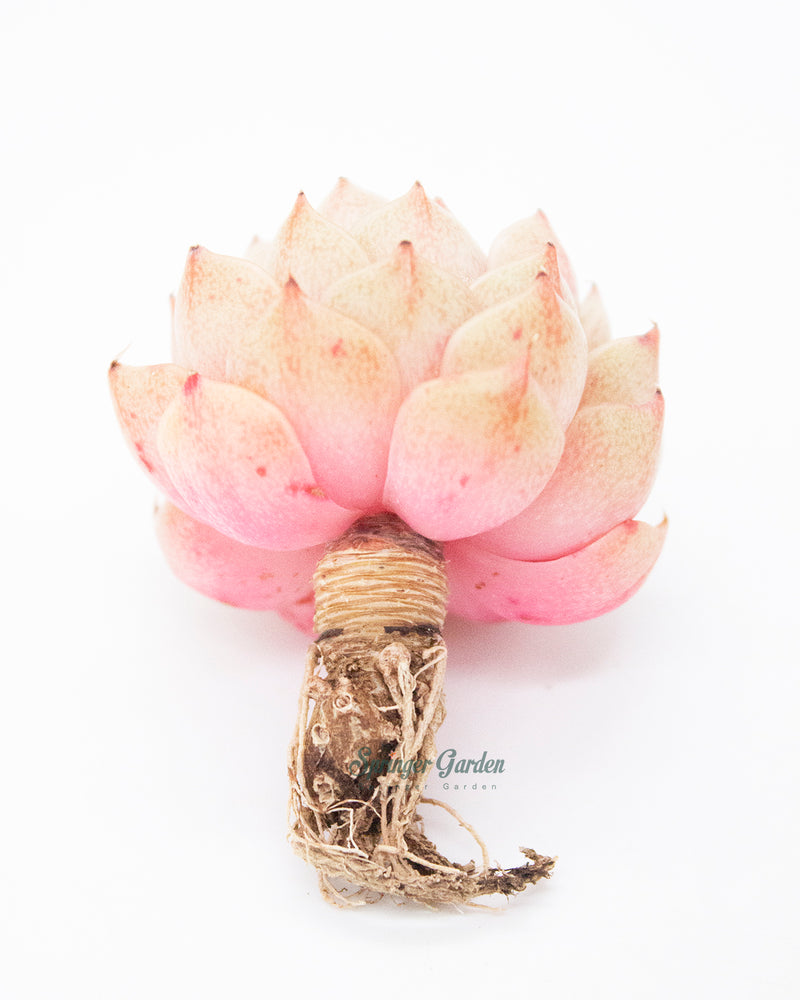 Echeveria Ben Badis Toronto's 5-star Bestseller nursery store selected local & Korean rare succulents; houseplants, indoor plants, selected handmade planters with a drainage hole, pots, bonsai pots, produced by ourselves, wholesale.