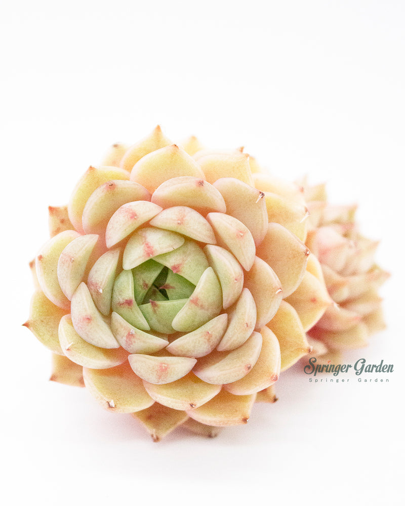 Echeveria Ben Badis Toronto's 5-star Bestseller nursery store selected local & Korean rare succulents; houseplants, indoor plants, selected handmade planters with a drainage hole, pots, bonsai pots, produced by ourselves, wholesale.