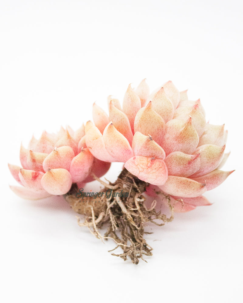 Echeveria Ben Badis Toronto's 5-star Bestseller nursery store selected local & Korean rare succulents; houseplants, indoor plants, selected handmade planters with a drainage hole, pots, bonsai pots, produced by ourselves, wholesale.