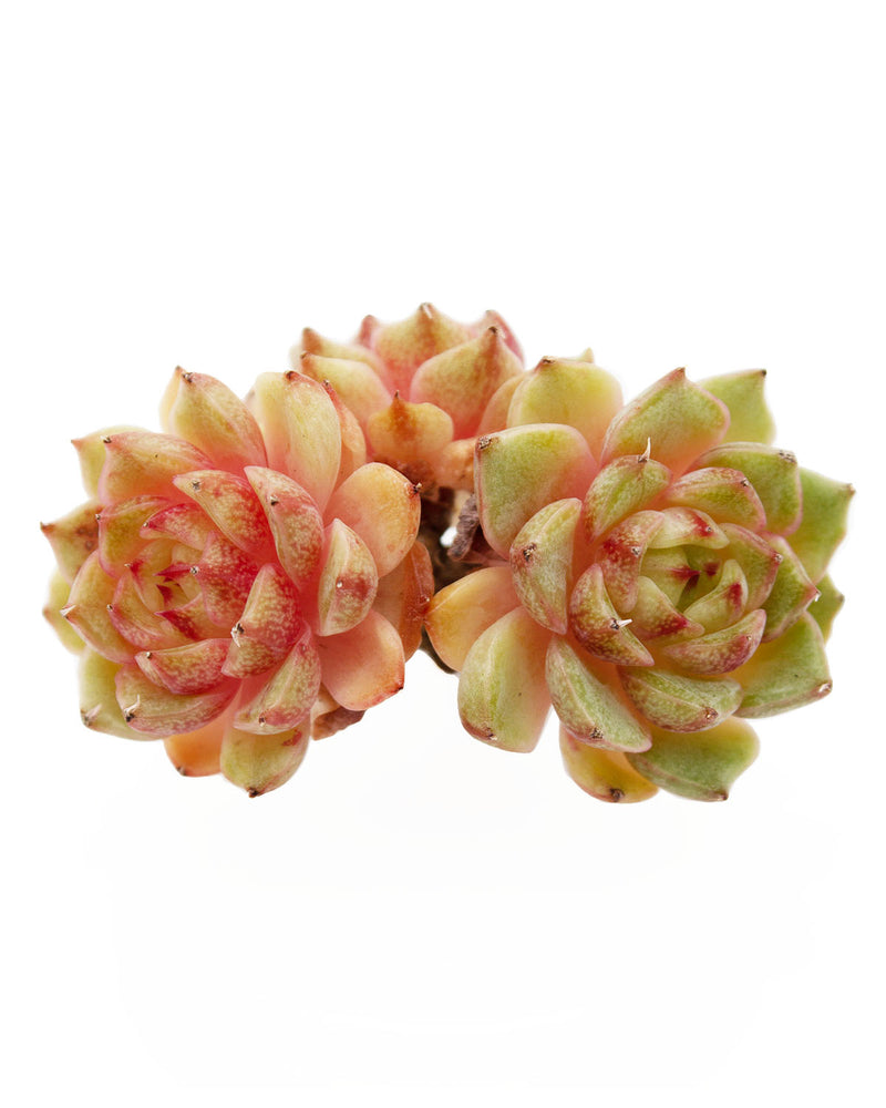 Echeveria Ben Badis Toronto's 5-star Bestseller nursery store selected local & Korean rare succulents; houseplants, indoor plants, selected handmade planters with a drainage hole, pots, bonsai pots, produced by ourselves, wholesale.