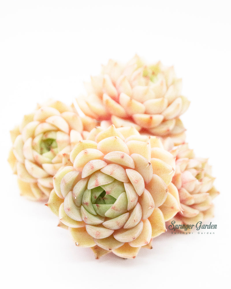 Echeveria Ben Badis Toronto's 5-star Bestseller nursery store selected local & Korean rare succulents; houseplants, indoor plants, selected handmade planters with a drainage hole, pots, bonsai pots, produced by ourselves, wholesale.