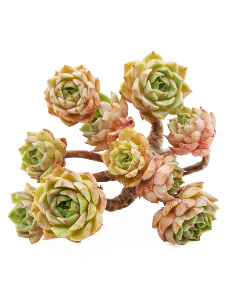 Echeveria Ben Badis Toronto's 5-star Bestseller nursery store selected local & Korean rare succulents; houseplants, indoor plants, selected handmade planters with a drainage hole, pots, bonsai pots, produced by ourselves, wholesale.