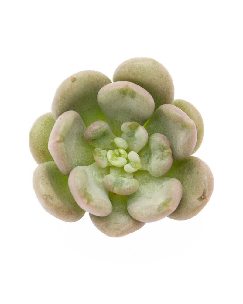 Echeveria Betty