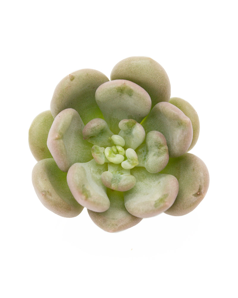 
                
                    Load image into Gallery viewer, Echeveria Betty
                
            