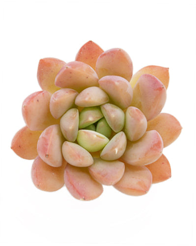 Echeveria Birdoza/Briddoza