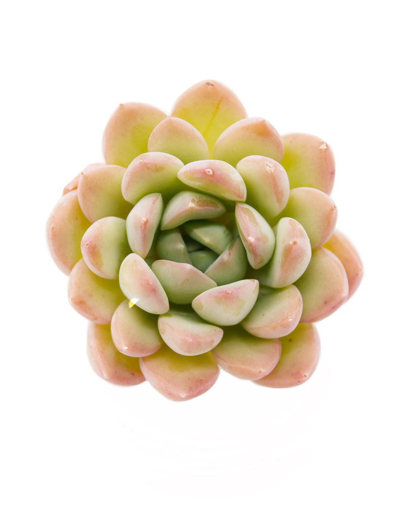Echeveria Birdoza/Briddoza