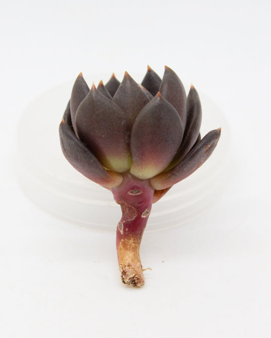 Echeveria Black Bird