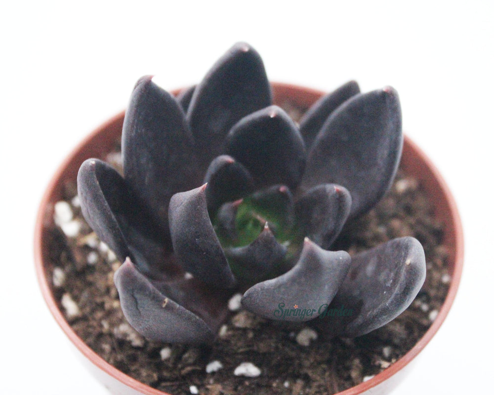 Echeveria ‘Black Knight’