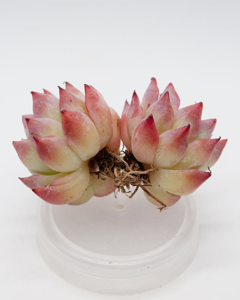 Echeveria Agavoides Black Swan