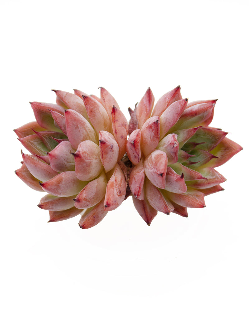 Echeveria Agavoides Black Swan