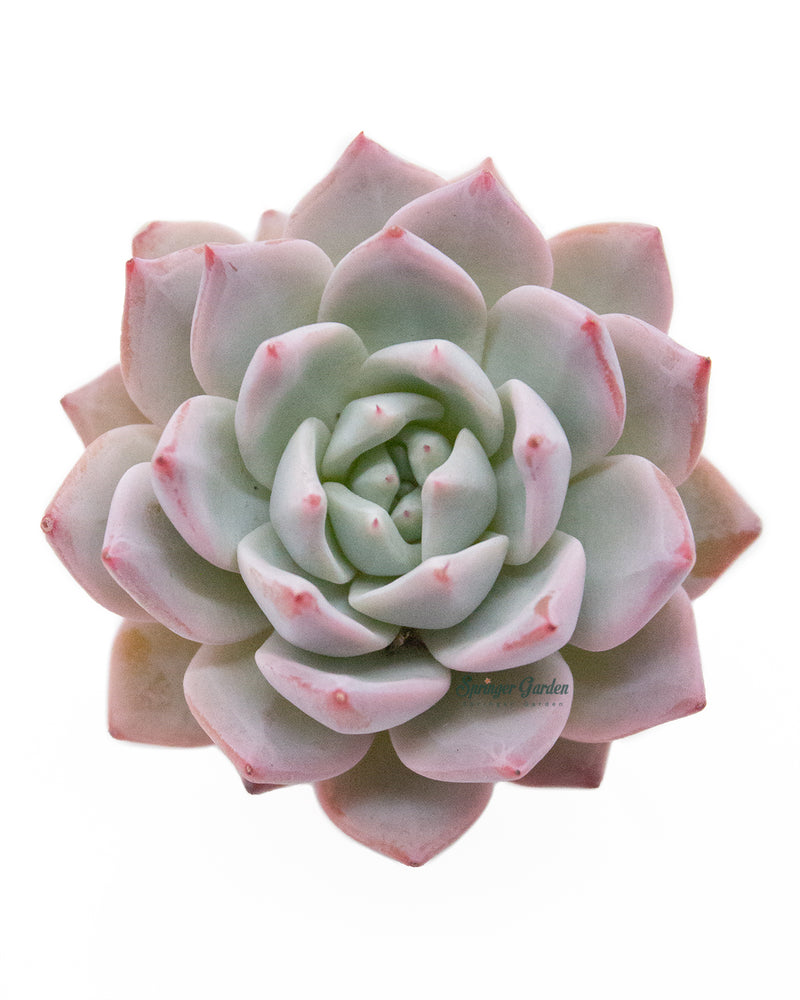 Echeveria Blue Bird Toronto's 5-star Bestseller nursery store selected local & Korean rare succulents; houseplants, indoor plants, selected handmade planters with a drainage hole, pots, bonsai pots, produced by ourselves, wholesale.