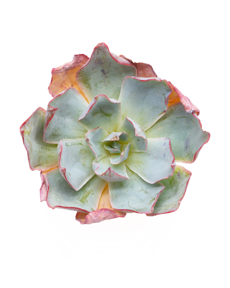 Echeveria Blue Light