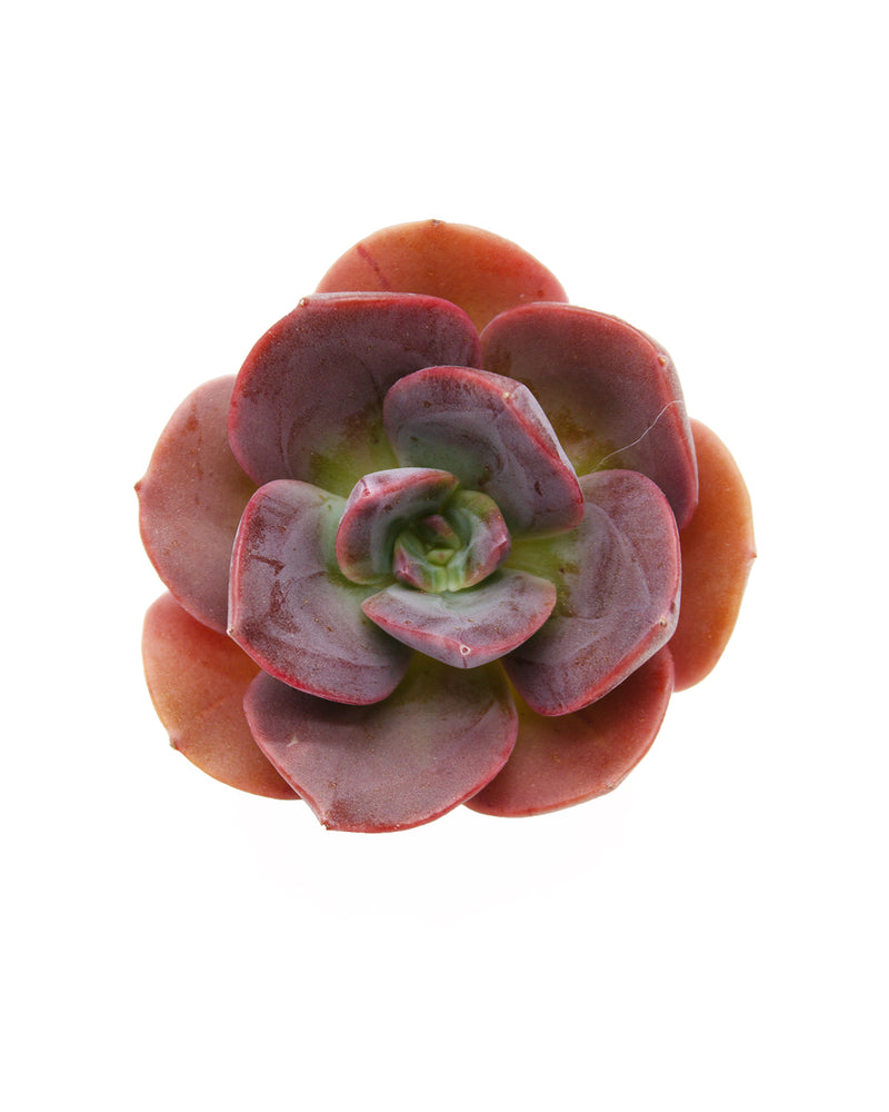 Echeveria Blue Mental