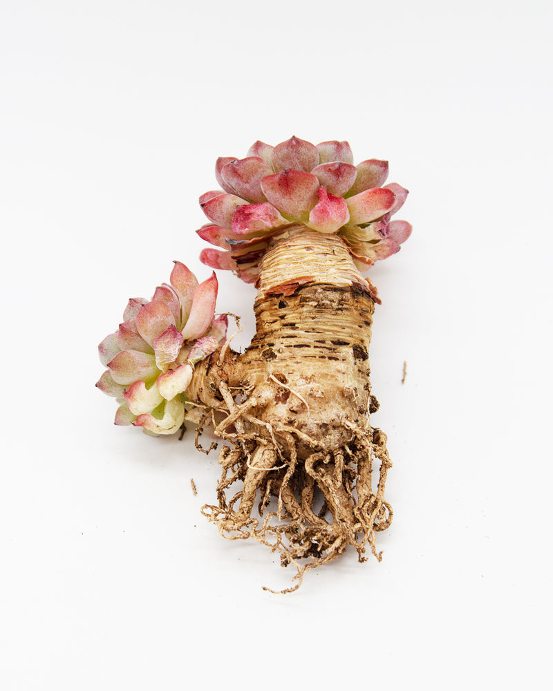 
                
                    Load image into Gallery viewer, Echeveria Blue Minima Toronto&amp;#39;s 5-star Bestseller nursery store selected local &amp;amp; Korean rare succulents; houseplants, indoor plants, selected handmade planters with a drainage hole, pots, bonsai pots, produced by ourselves, wholesale.
                
            
