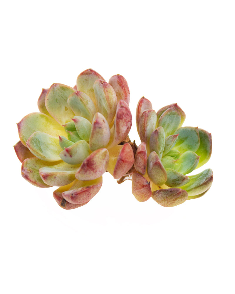 
                
                    Load image into Gallery viewer, Echeveria Blue Minima
                
            