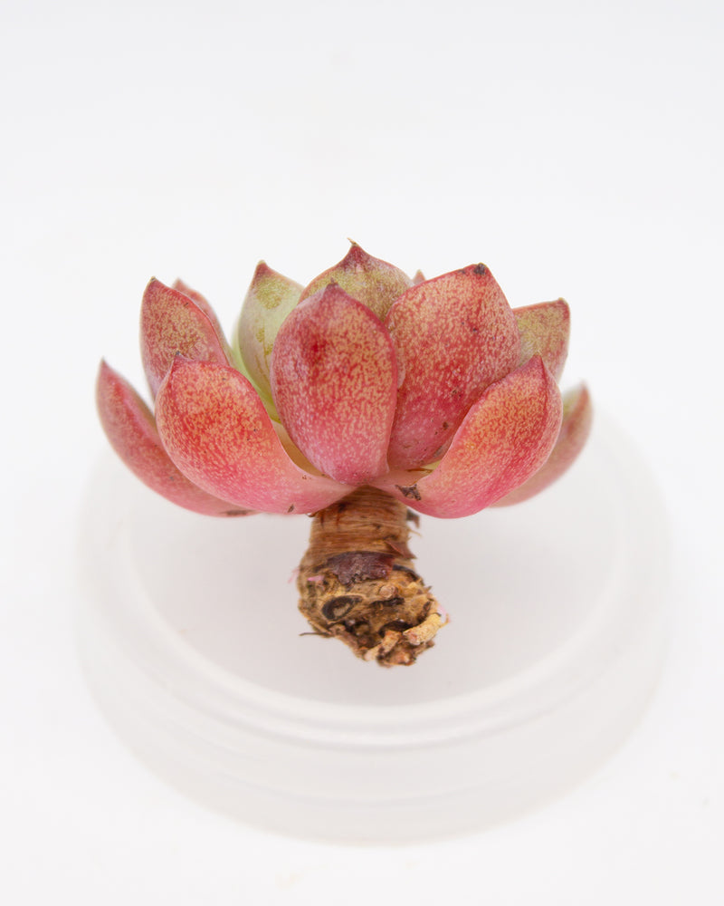 
                
                    Load image into Gallery viewer, Echeveria Blue Minima
                
            