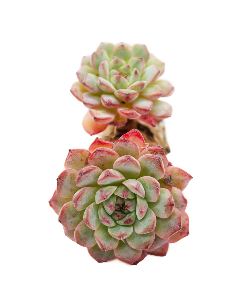 
                
                    Load image into Gallery viewer, Echeveria Blue Minima Toronto&amp;#39;s 5-star Bestseller nursery store selected local &amp;amp; Korean rare succulents; houseplants, indoor plants, selected handmade planters with a drainage hole, pots, bonsai pots, produced by ourselves, wholesale.
                
            