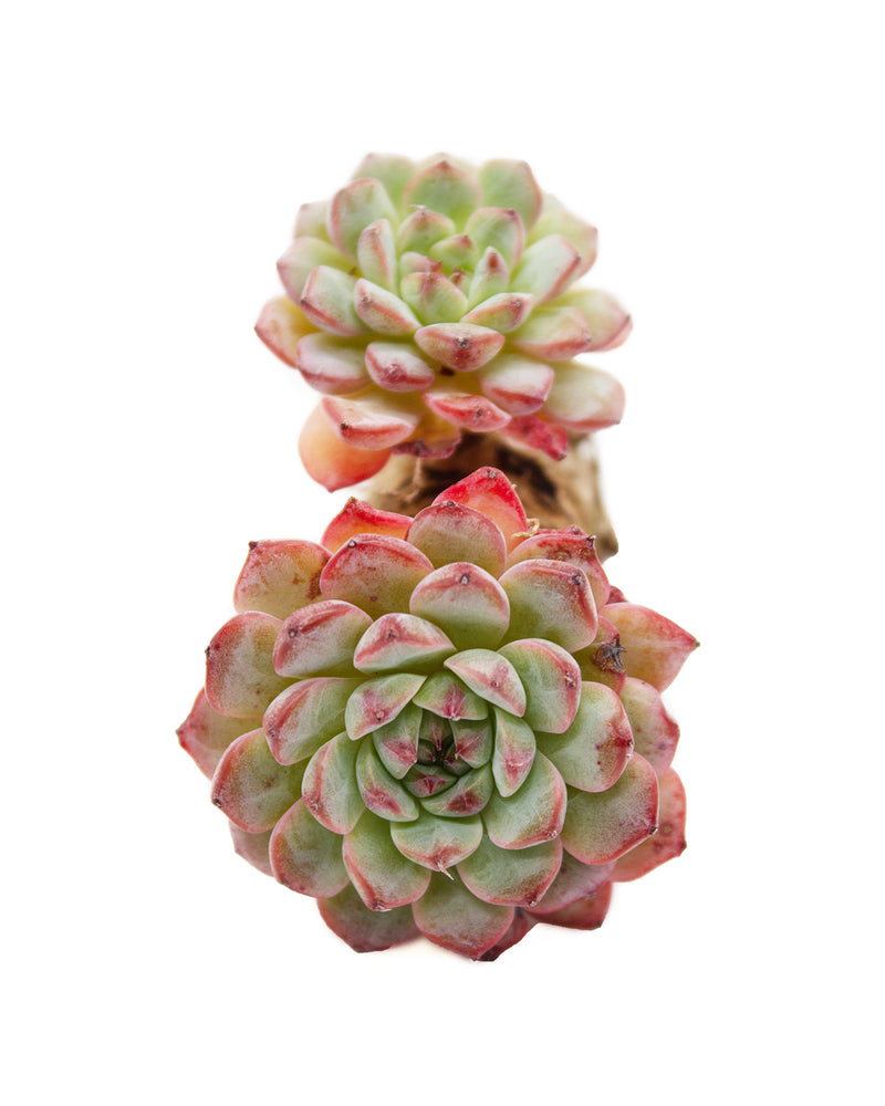 Echeveria Blue Minima Toronto's 5-star Bestseller nursery store selected local & Korean rare succulents; houseplants, indoor plants, selected handmade planters with a drainage hole, pots, bonsai pots, produced by ourselves, wholesale.
