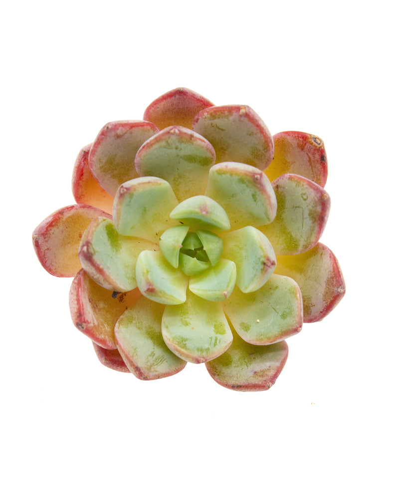 
                
                    Load image into Gallery viewer, Echeveria Blue Minima
                
            