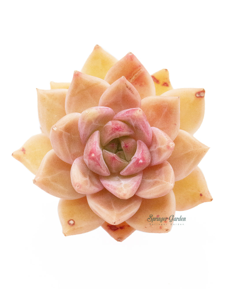 
                
                    Load image into Gallery viewer, Echeveria Bonifica Toronto&amp;#39;s 5-star Bestseller nursery store selected local &amp;amp; Korean rare succulents; houseplants, indoor plants, selected handmade planters with a drainage hole, pots, bonsai pots, produced by ourselves, wholesale.
                
            