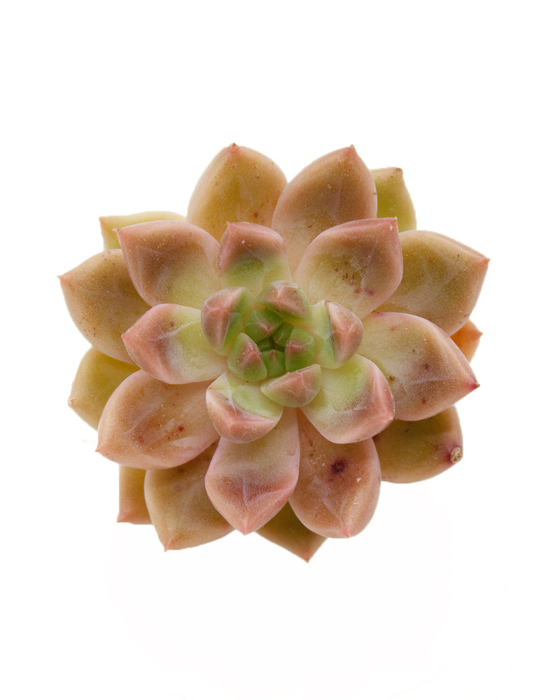 Echeveria Bonifica