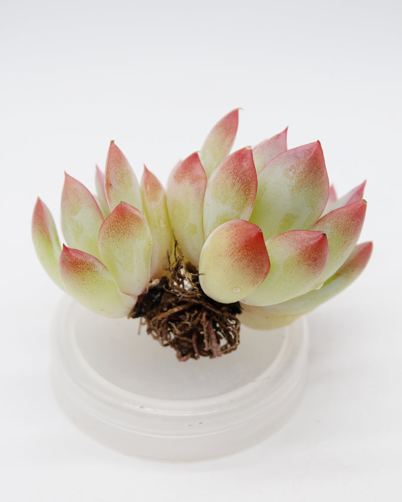 
                
                    Load image into Gallery viewer, Echeveria Brave
                
            