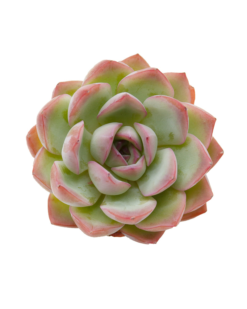 Echeveria Brave