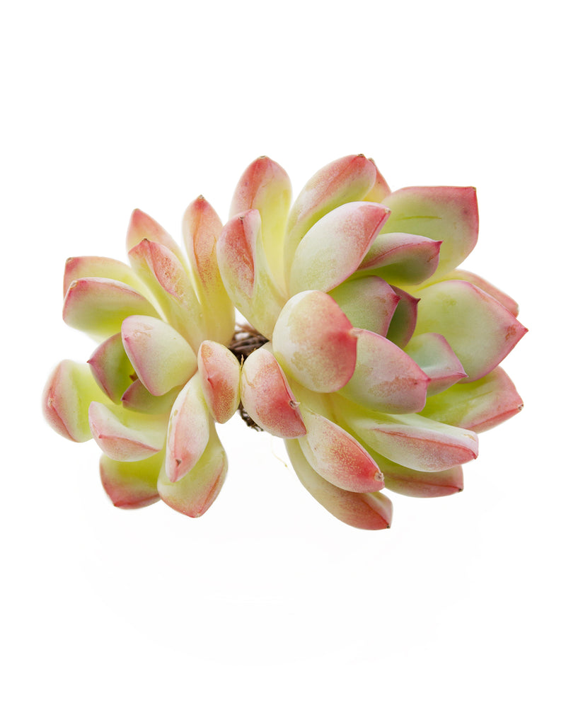 
                
                    Load image into Gallery viewer, Echeveria Brave
                
            