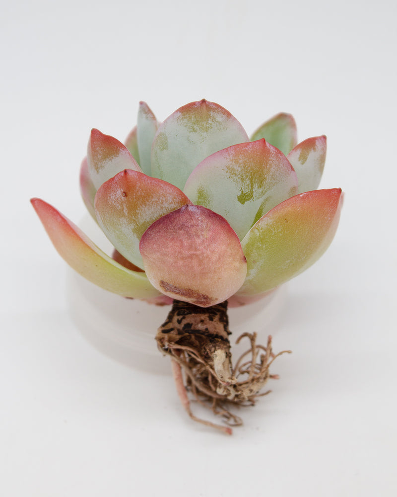 Echeveria Brinks Blue