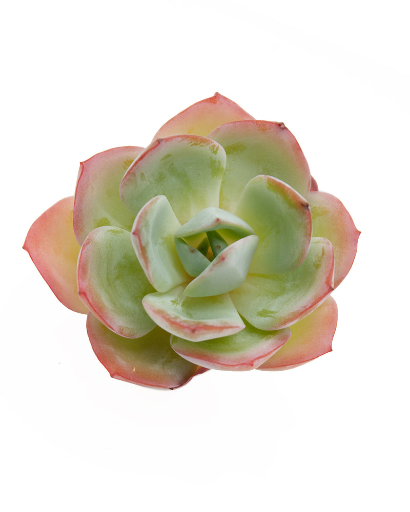 Echeveria Brinks Blue