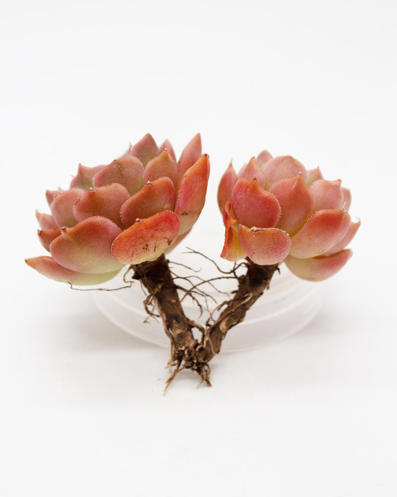 
                
                    Load image into Gallery viewer, Echeveria Brown Rose
                
            