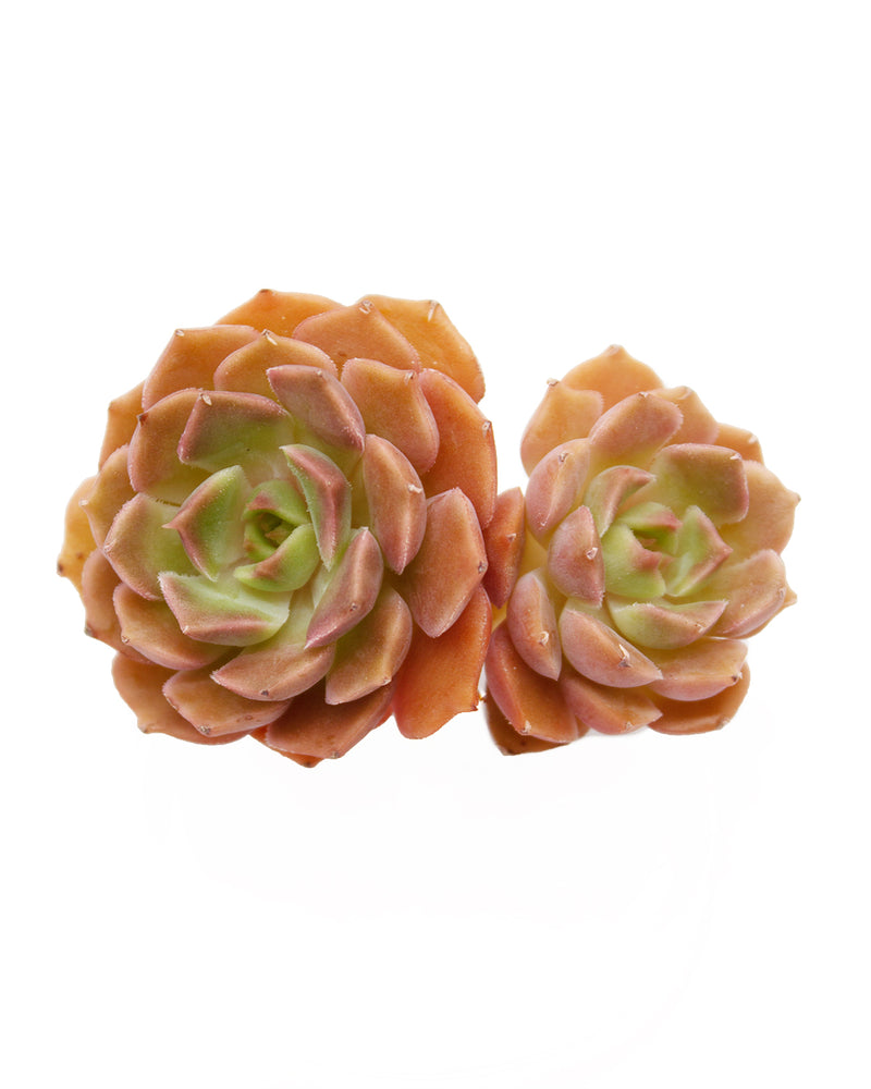 
                
                    Load image into Gallery viewer, Echeveria Brown Rose
                
            