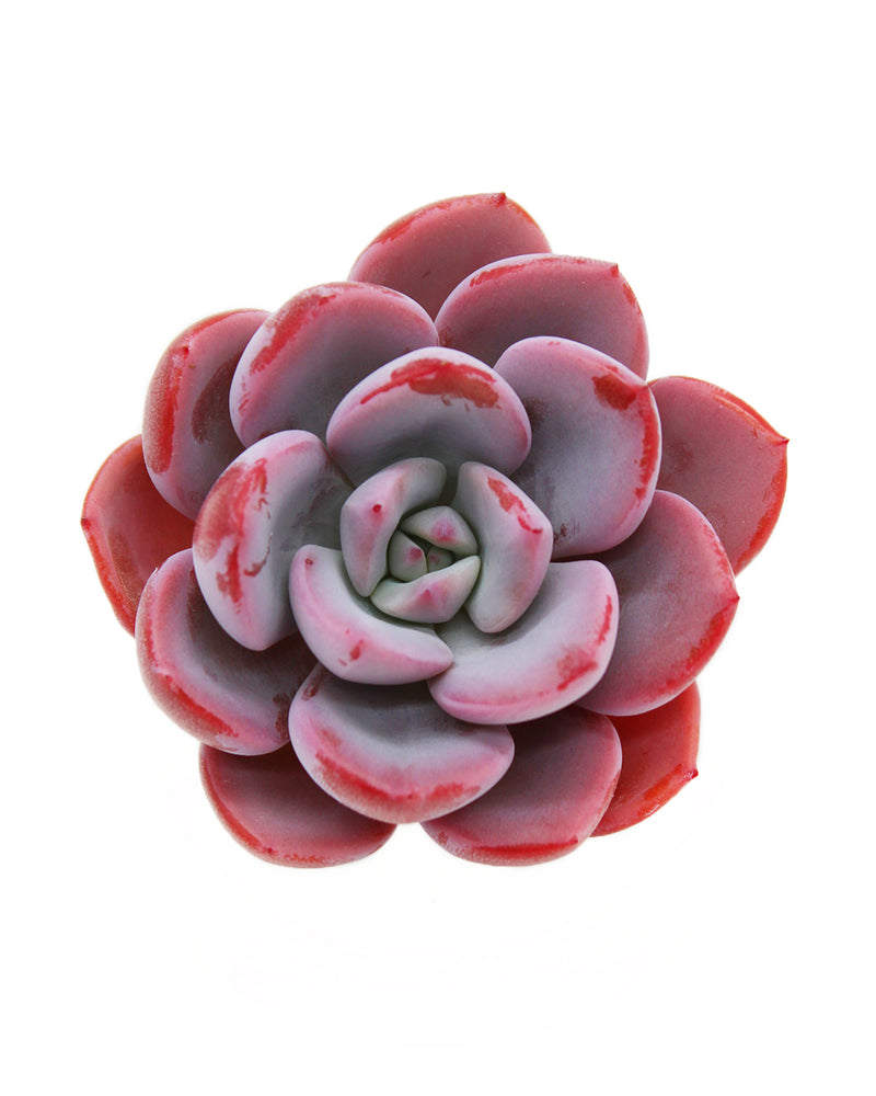 Echeveria CHARA