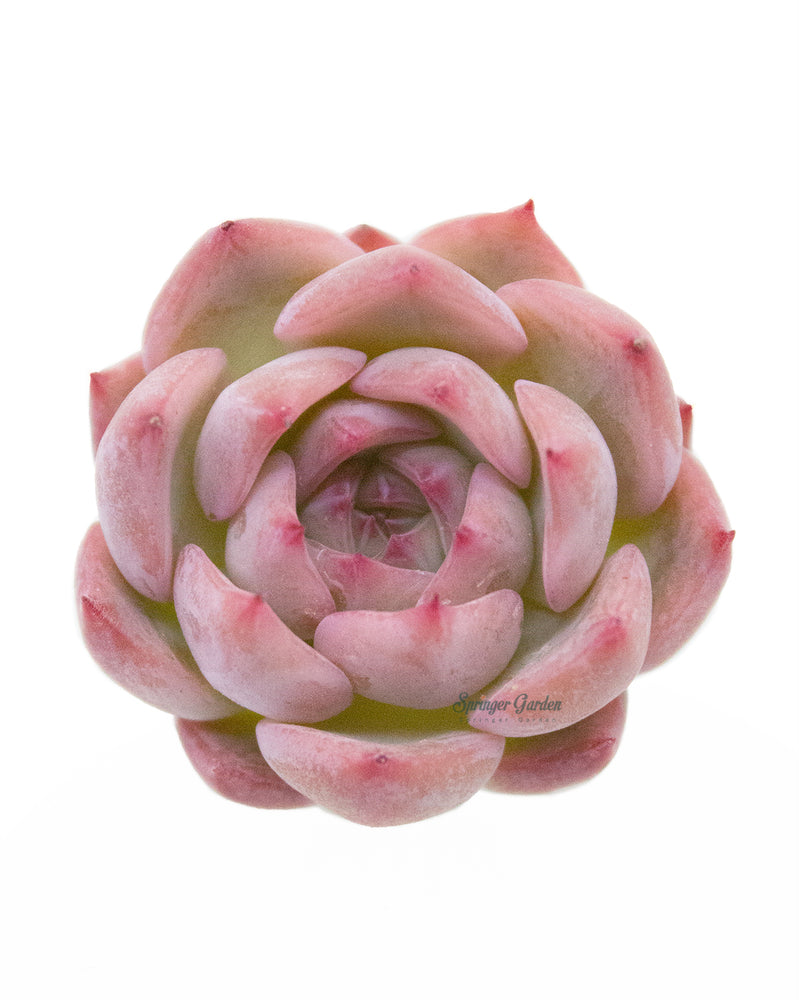 Echeveria Cararien Toronto's 5-star Bestseller nursery store selected local & Korean rare succulents; houseplants, indoor plants, selected handmade planters with a drainage hole, pots, bonsai pots, produced by ourselves, wholesale.