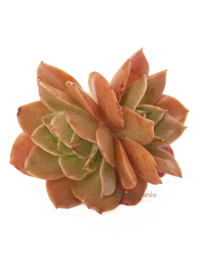 Echeveria Carnicolor Toronto's 5-star Bestseller nursery store selected local & Korean rare succulents; houseplants, indoor plants, selected handmade planters with a drainage hole, pots, bonsai pots, produced by ourselves, wholesale.