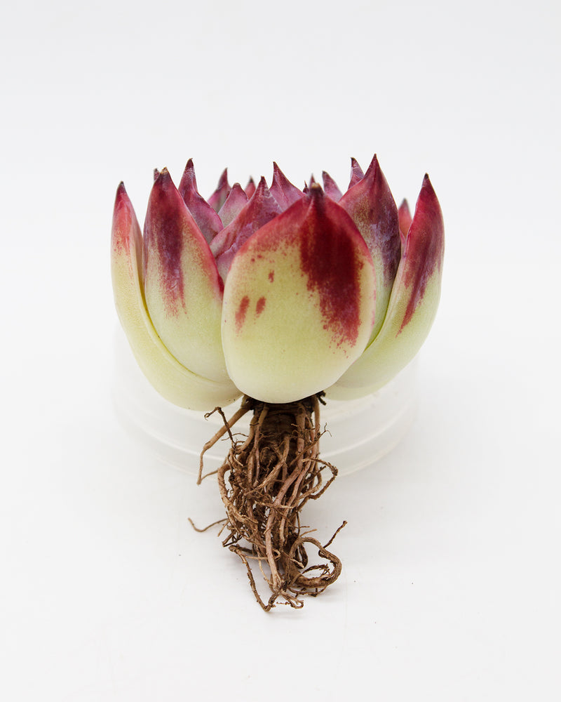 Echeveria Casio Toronto's 5-star Bestseller nursery store selected local & Korean rare succulents; houseplants, indoor plants, selected handmade planters with a drainage hole, pots, bonsai pots, produced by ourselves, wholesale. Handmade/Glazed/Table Decor/Indoor Decor/Tabletop Planter