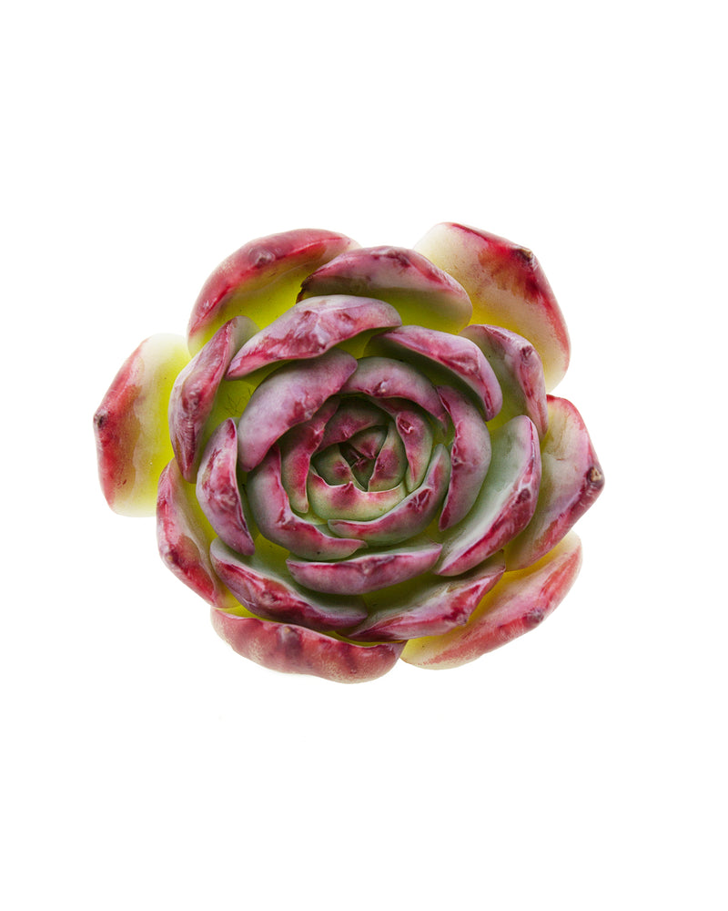 Echeveria Casio