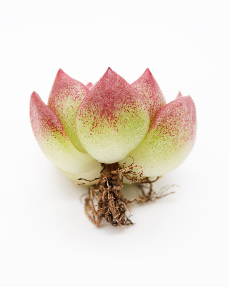 
                
                    Load image into Gallery viewer, Echeveria Chaalstone Toronto&amp;#39;s 5-star Bestseller nursery store selected local &amp;amp; Korean rare succulents; houseplants, indoor plants, selected handmade planters with a drainage hole, pots, bonsai pots, produced by ourselves, wholesale. Handmade/Glazed/Table Decor/Indoor Decor/Tabletop Planter
                
            